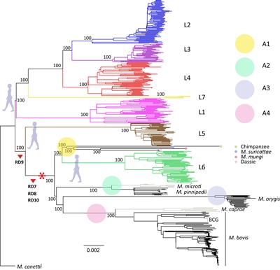 Frontiers | A New Phylogenetic Framework For The Animal-Adapted ...